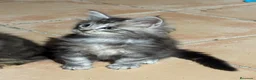 Maine Coon gatos en venta: Preciosa camada de cachorros Maine coon  - Anuncio 7
