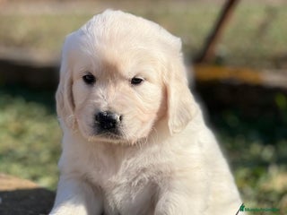 Golden Retriever perros en Barcelona - Anuncio 25