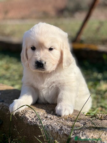 Golden Retriever perros en Barcelona - Anuncio 13