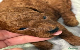 Caniche Enano perros en venta: Caniche enano  - Imagen 3