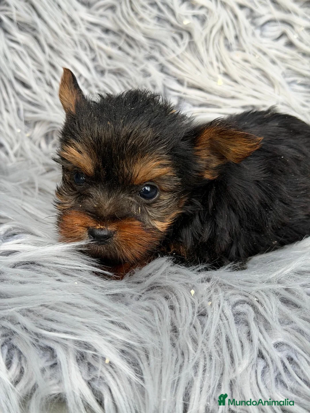 Yorkshire Terrier perros en venta: YORCSHIRE MINITOY - Anuncio 3