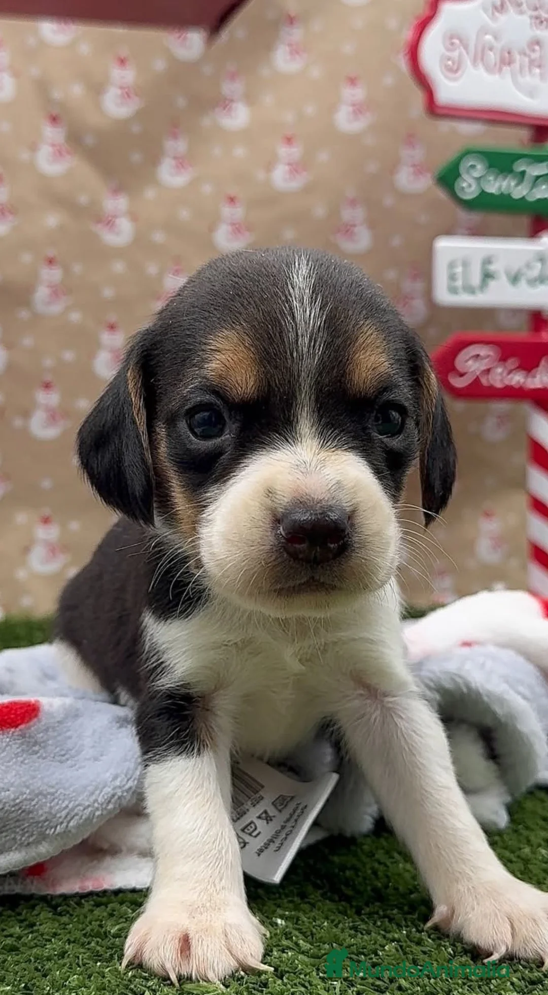 Beagle perros en venta: BEAGLE - Anuncio 1