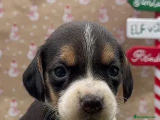 Beagle perros BEAGLE - Anuncio 1