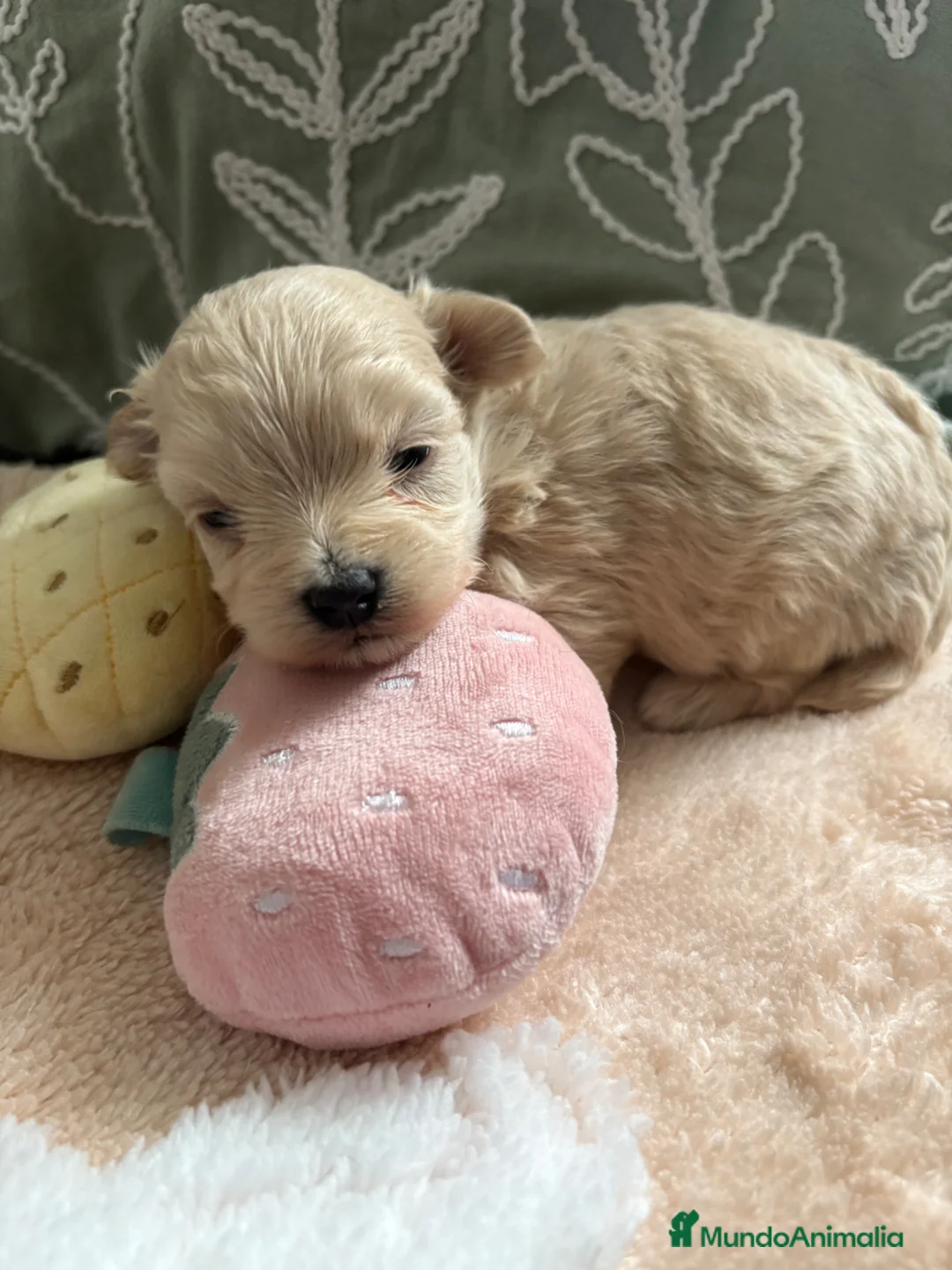 Maltipoo perros en venta: Maltipoo - Anuncio 2