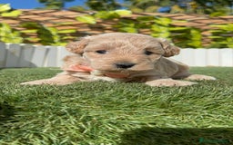 Maltipoo perros en venta: MALTIPOO HEMBRA - Imagen 11