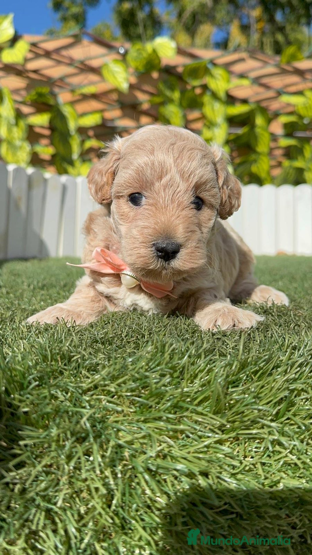 Maltipoo perros en venta: MALTIPOO HEMBRA - Imagen 11