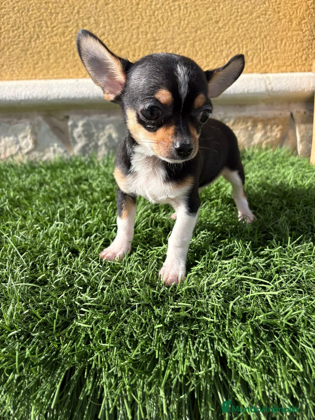 Chihuahua perros en venta: Chihuahua macho chihuahua toy tricolor  - Anuncio 8