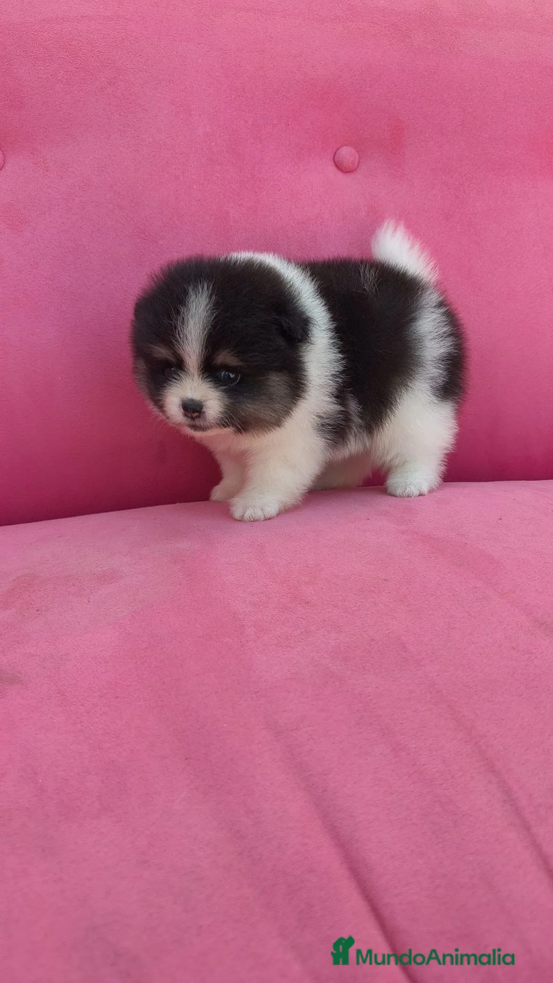 Pomerania perros en venta: POMERANIA TOY PARTY FUEGO HEMBRA  - Anuncio 10