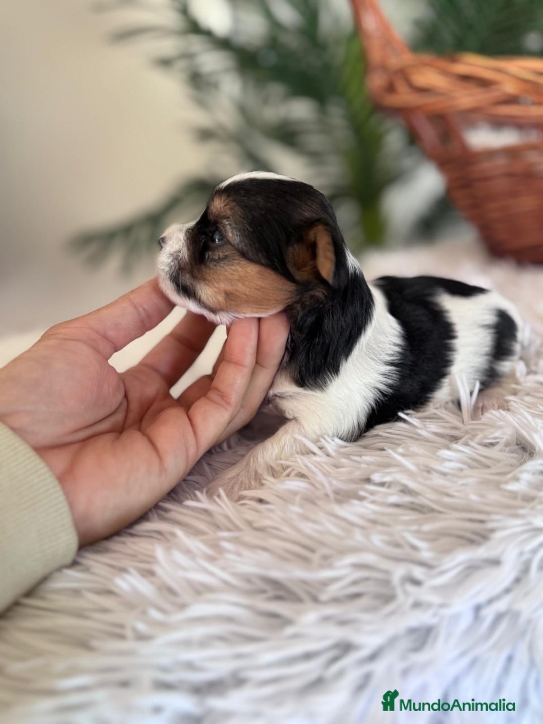 Yorkshire Terrier perros en venta: YORKSHIRE BIEWER - Anuncio 3