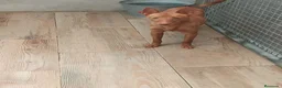 Podenco Andaluz perros en venta: Podenco andaluz  - Anuncio 6
