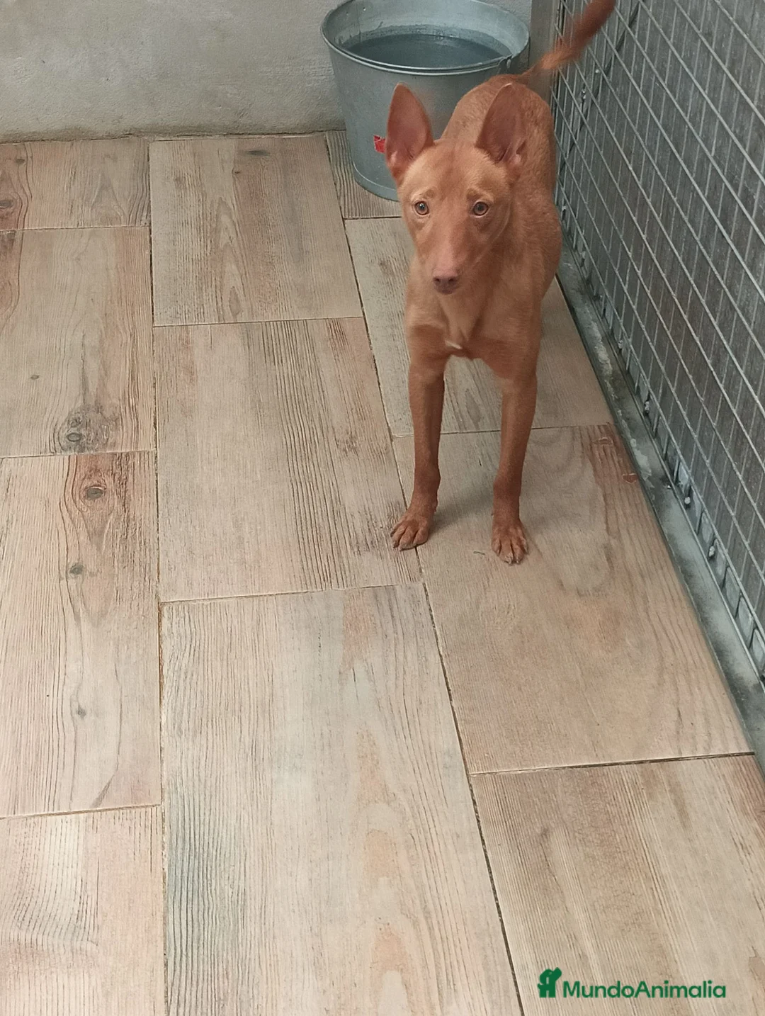 Podenco Andaluz perros en venta: Podenco andaluz  - Anuncio 6