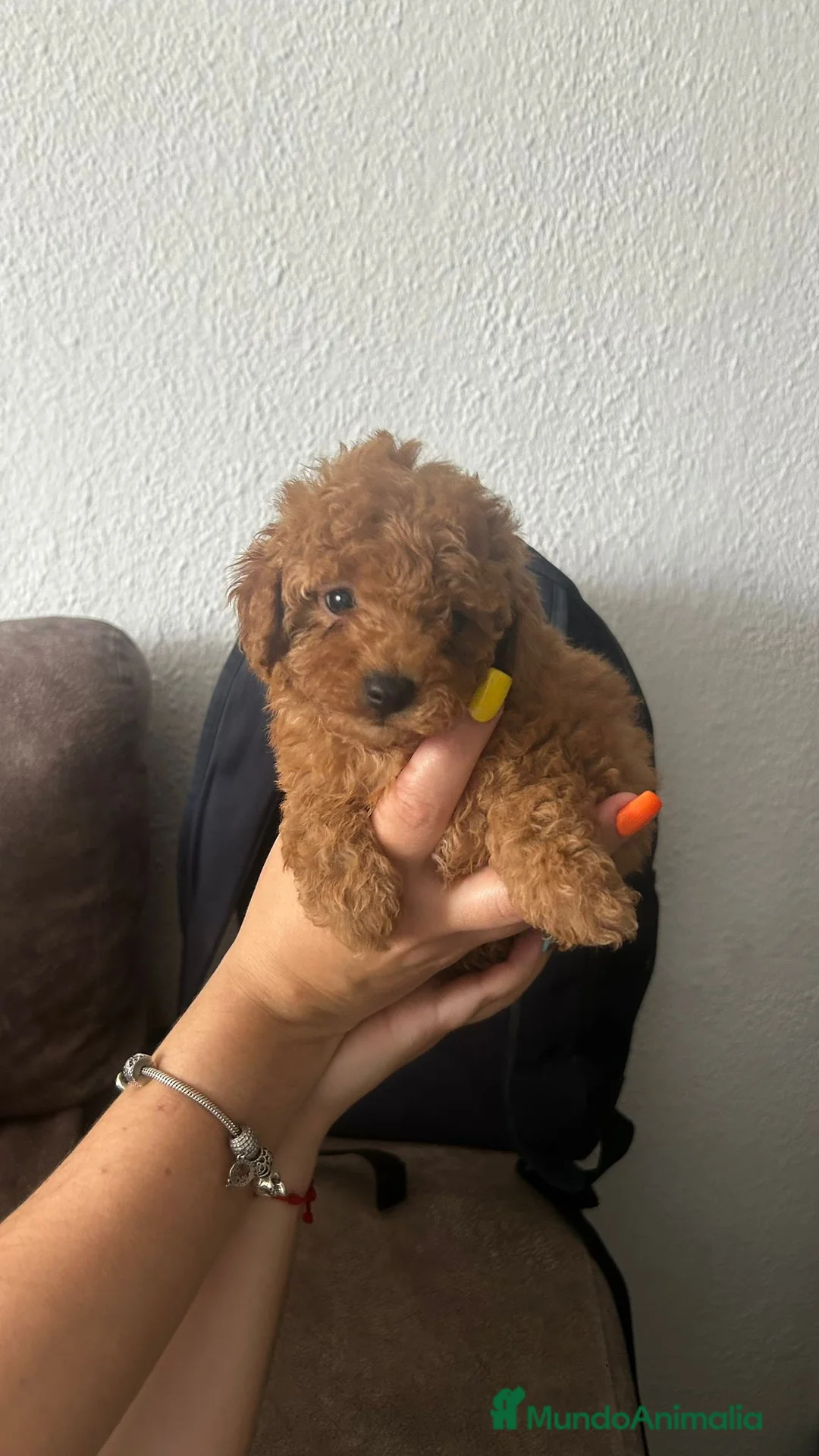Caniche Toy perros en venta: Caniche mini toy única hembra!! - Anuncio 5