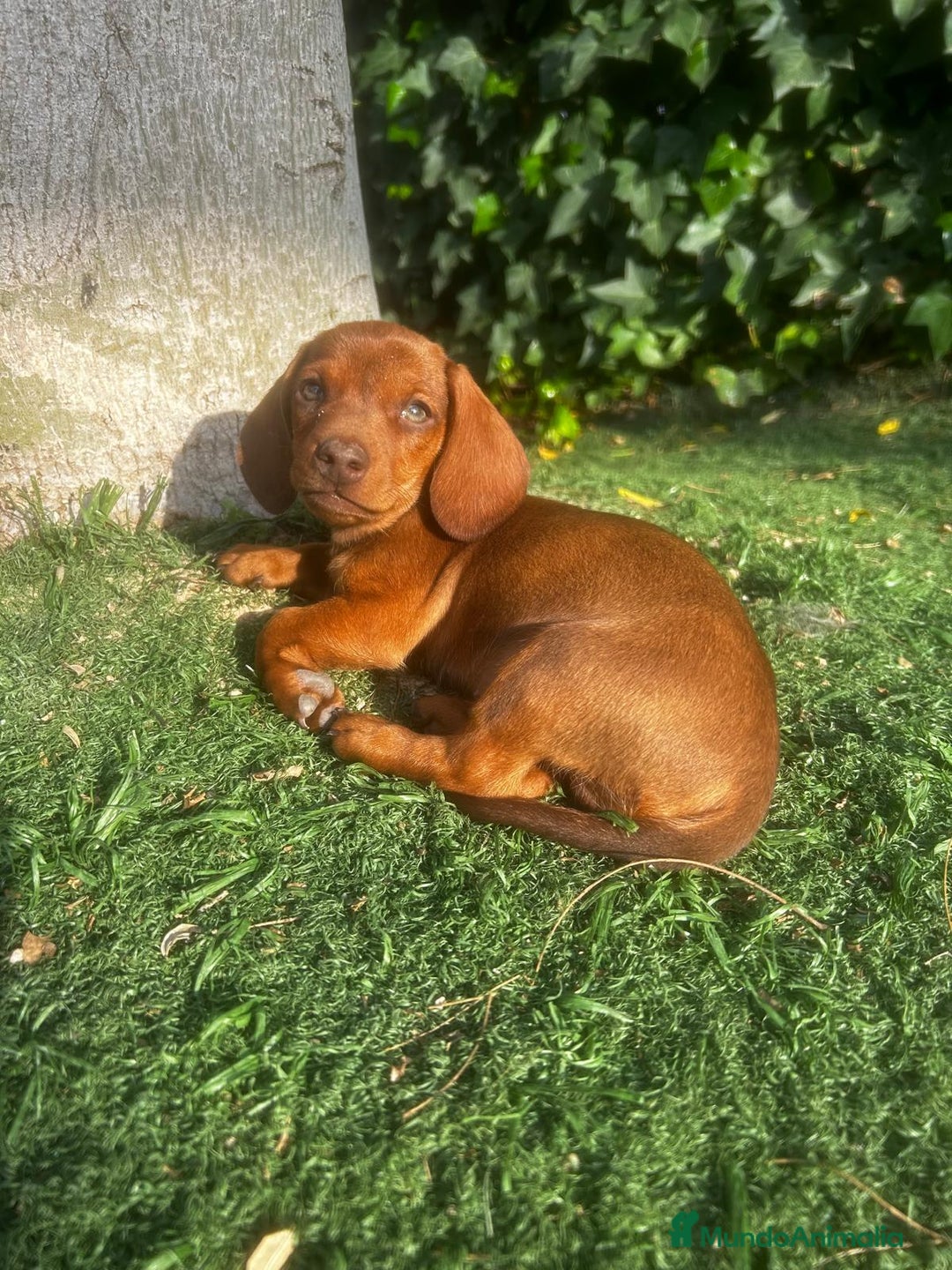Teckel Miniatura perros en venta: Teckel miniaturas - Imagen 11