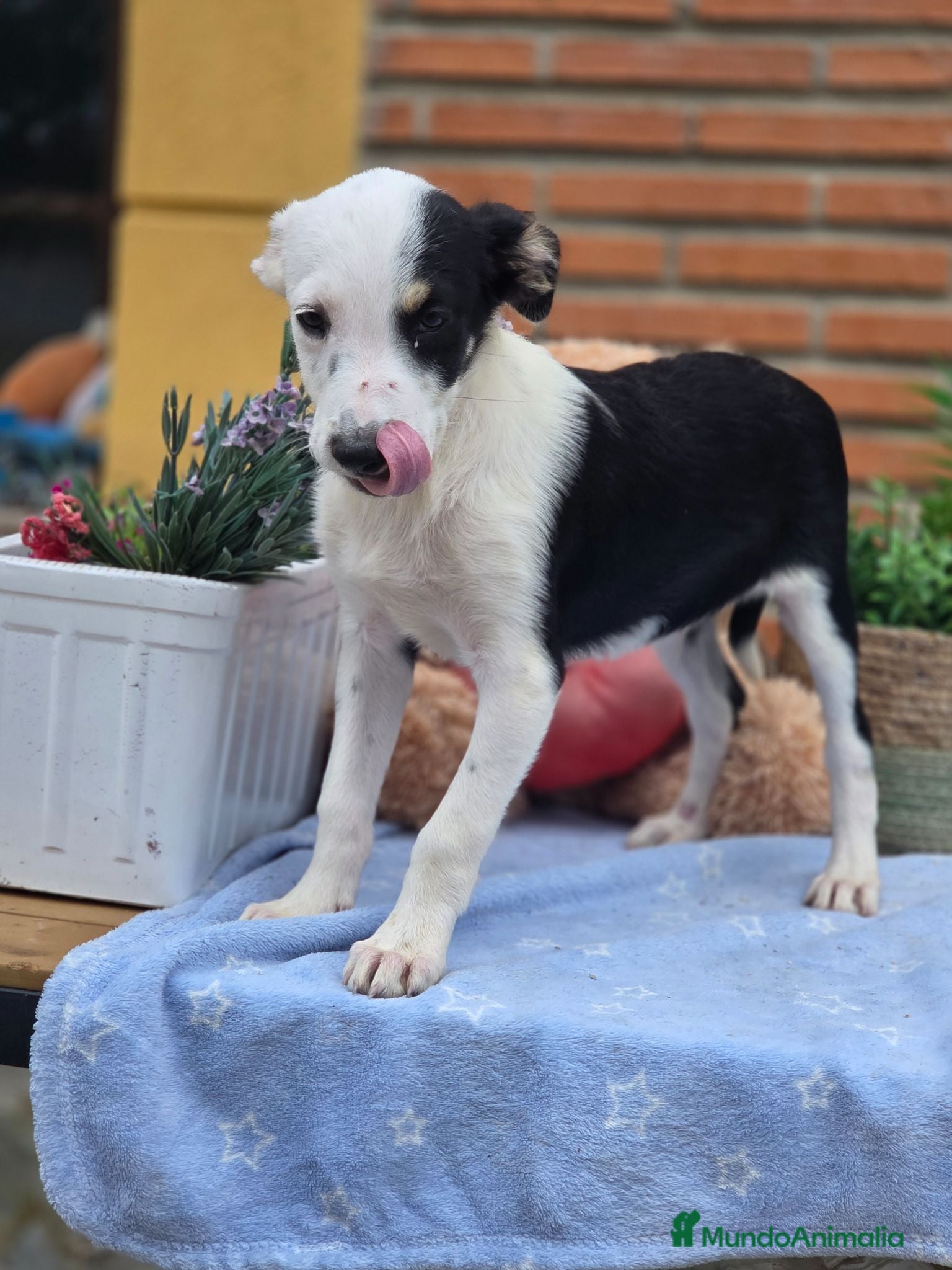 Border Collie perros Adopción  - Anuncio 1