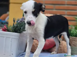 Border Collie perros Adopción - Anuncio 1