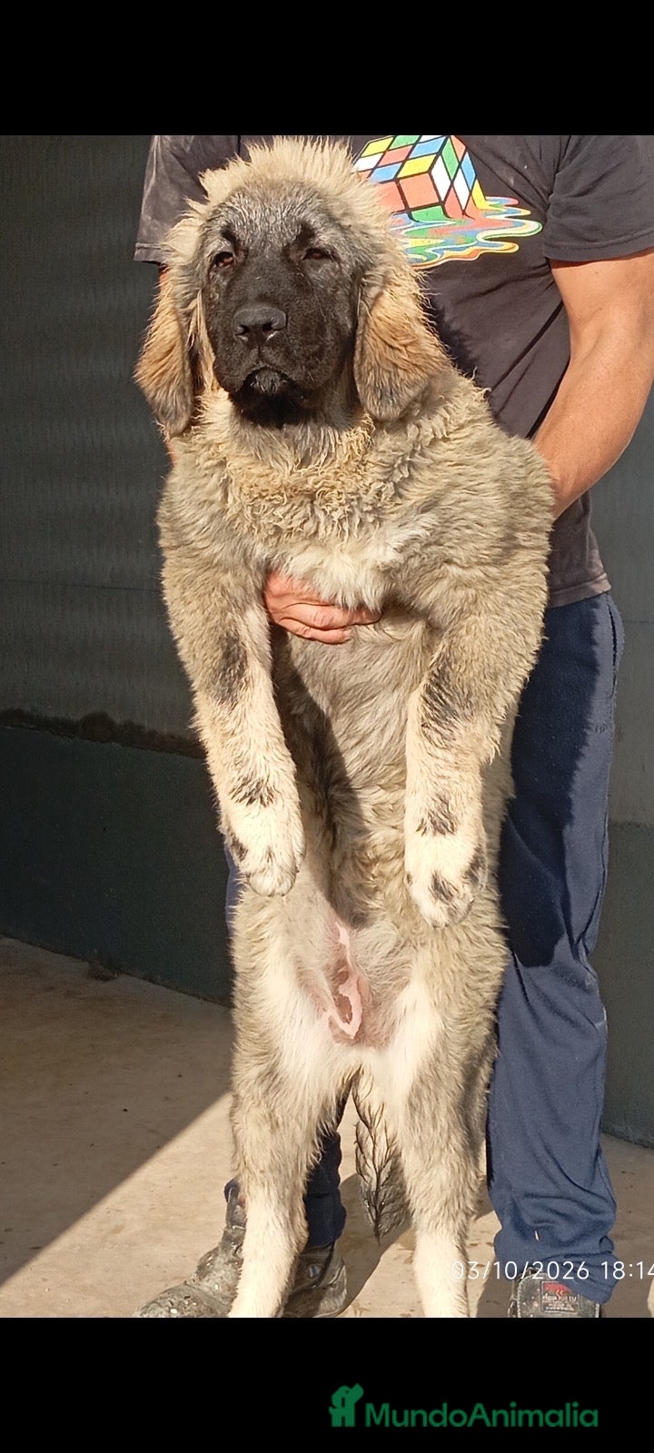 Pastor del Cáucaso perros Pastor del Cáucaso  - Anuncio 5