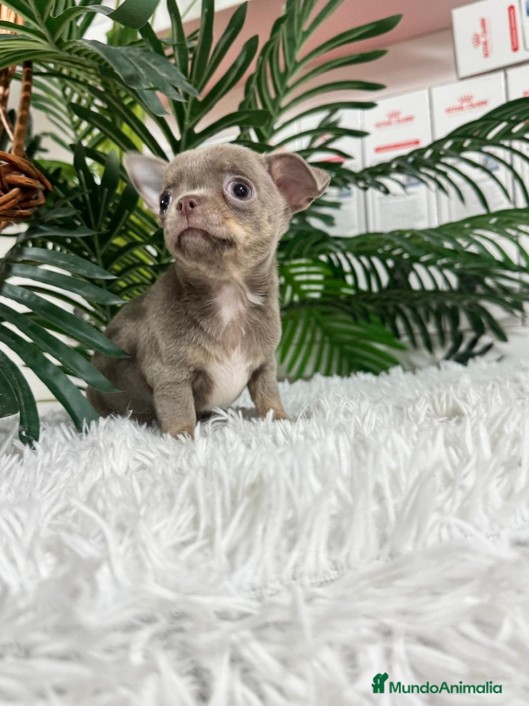 Chihuahua perros en venta: CHIHUAHUA MACHO LILAC AND TAN - Anuncio 19