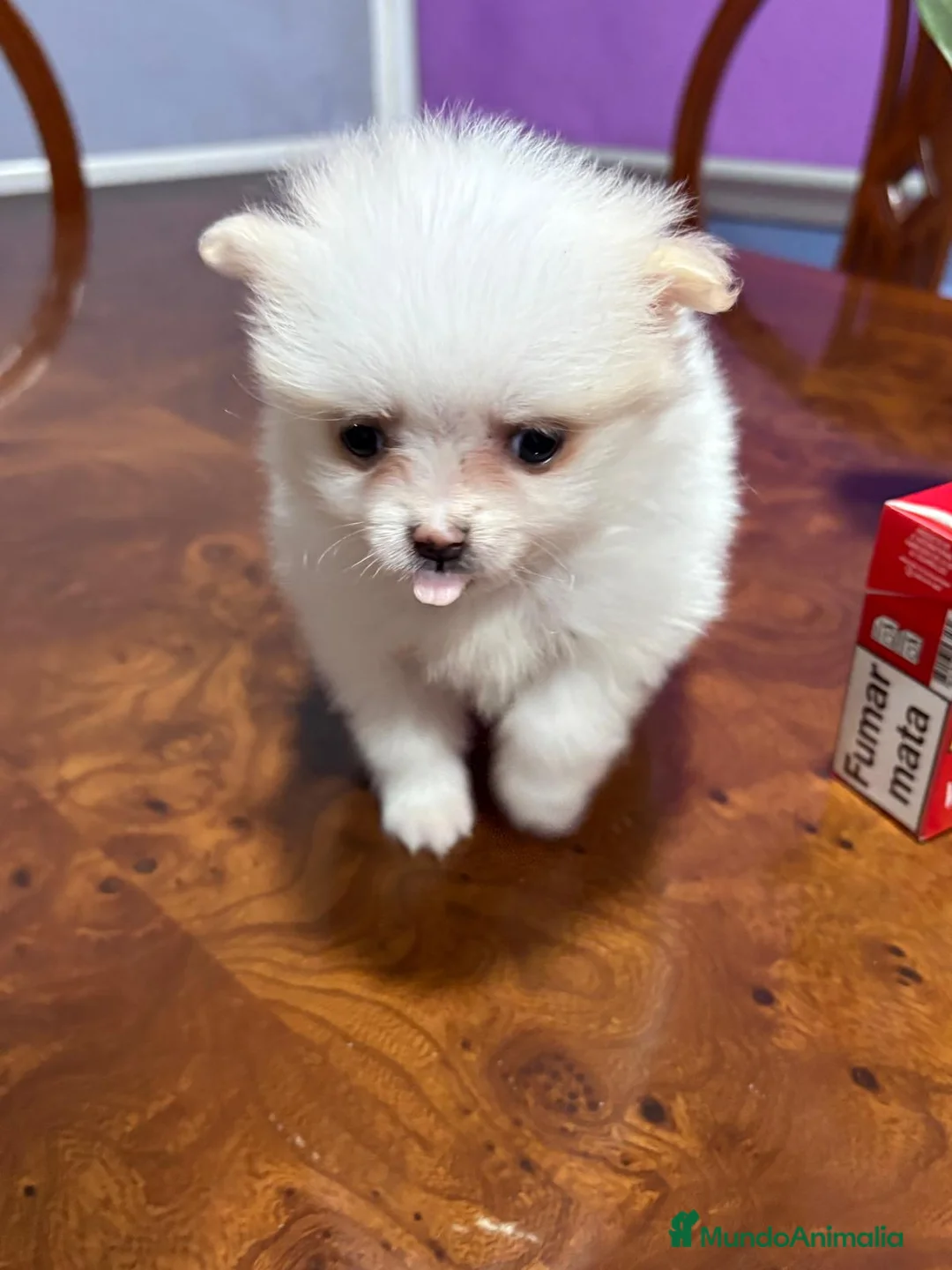 Pomerania perros en venta: Lulu de Pomerania mini toy hembra blanca naranja - Anuncio 19