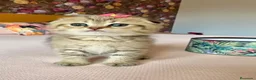 Británico de Pelo Corto gatos en venta: Británico gatitos - Anuncio 4