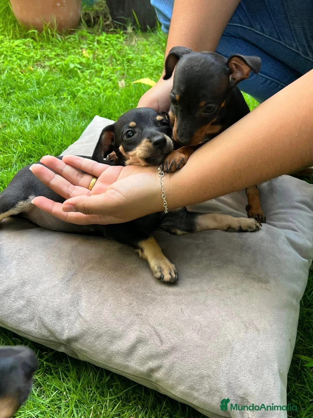 Pinscher Miniatura perros en venta: Pinscher mini en Ciudad Real - Anuncio 2