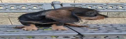 Teckel perros en venta: Teckel Standard Pelo Duro - Anuncio 4