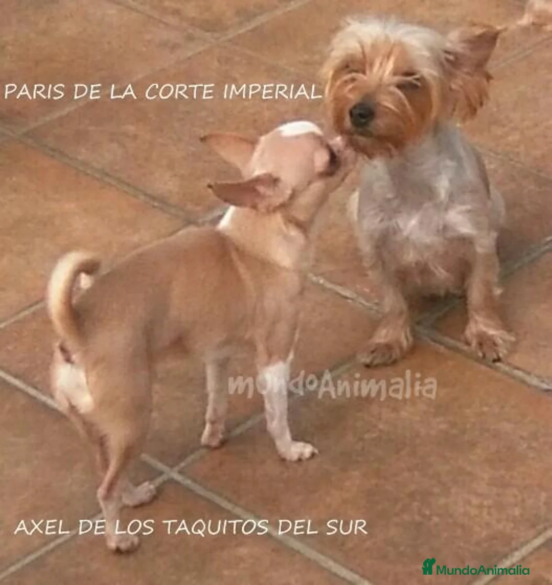 Imagen de galería {{count}}