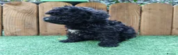 Caniche Toy perros en venta: Cachorros de caniche toy  - Anuncio 3