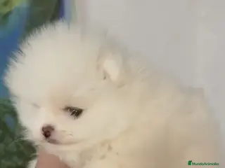Pomerania perros Pomerania miniatura - Anuncio 1