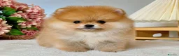 Pomerania perros en venta: POMERANIA TOY - CARITA DE OSO  - Anuncio 1
