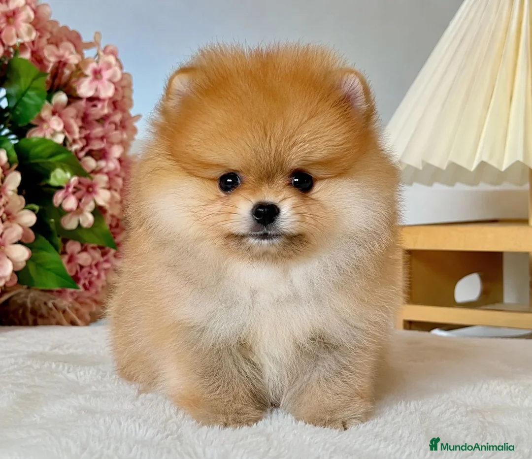 Pomerania perros en venta: POMERANIA TOY - CARITA DE OSO  - Anuncio 1