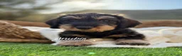 Teckel Miniatura perros en venta: TECKEL PELO DURO JABALI - Anuncio 1