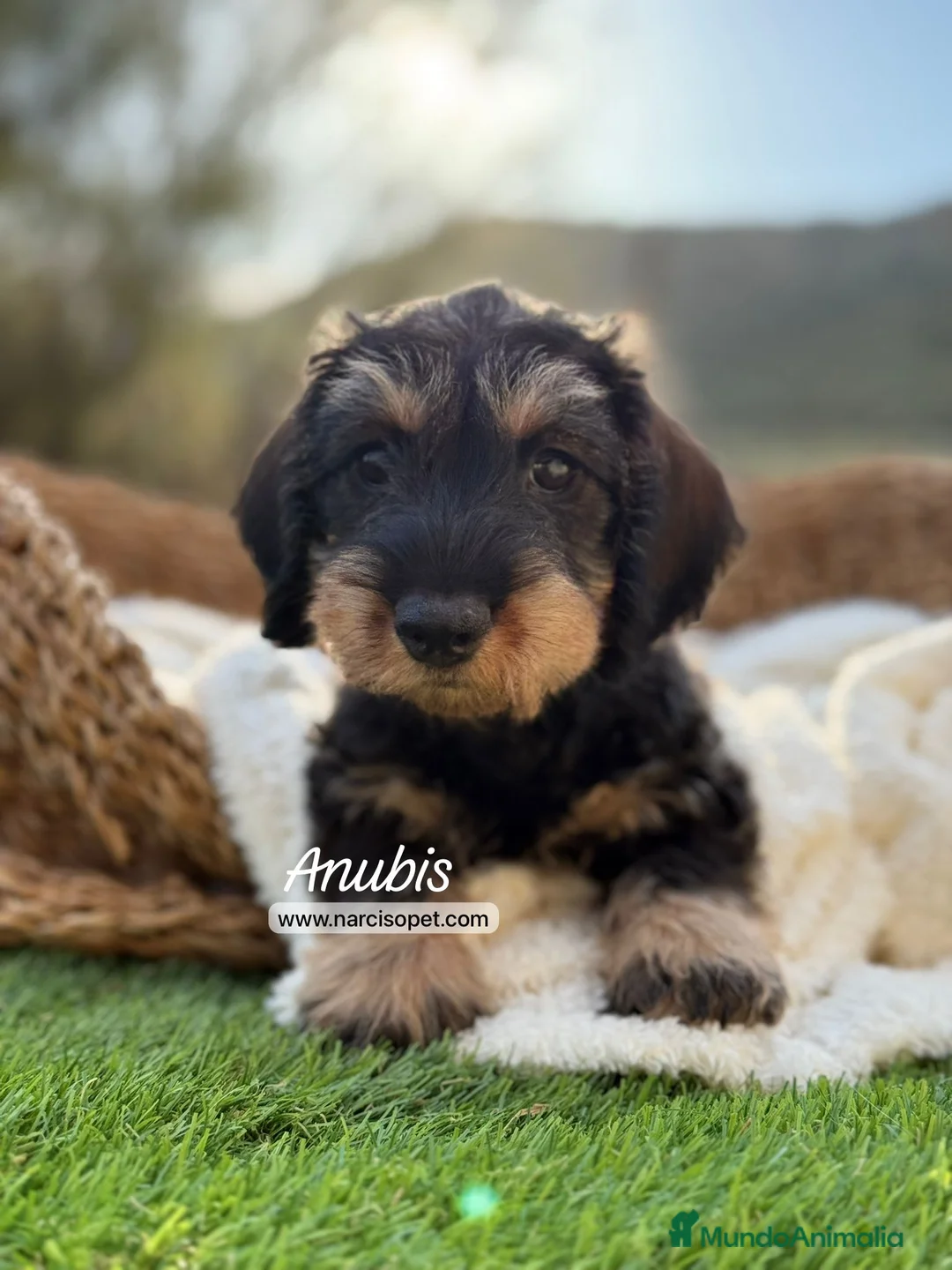 Teckel Miniatura perros en venta: TECKEL PELO DURO JABALI - Anuncio 1