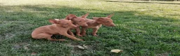 Podenco Canario perros en venta: Podencos Canarios de Valle Viejas  - Anuncio 6