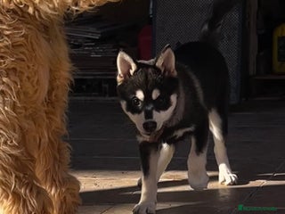 Pomsky perros Pomsky miniatura - Anuncio 1