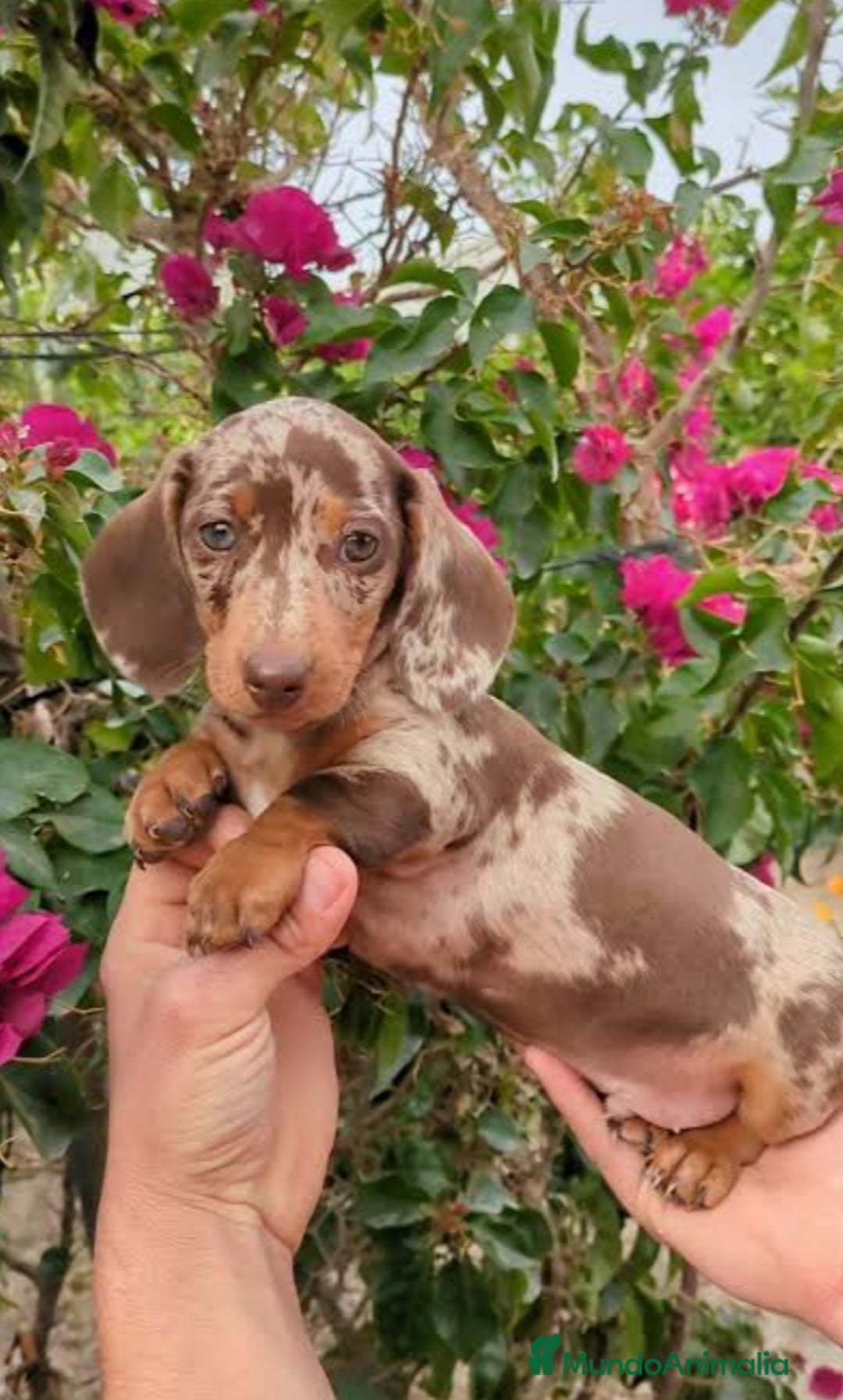 Teckel Miniatura perros en venta: Teckels miniatura  - Anuncio 1