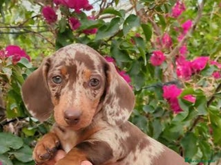 Teckel Miniatura perros Teckels miniatura - Anuncio 1