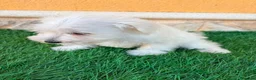 Schnauzer Miniatura perros en venta: Schnauzer miniatura blanco - Anuncio 5