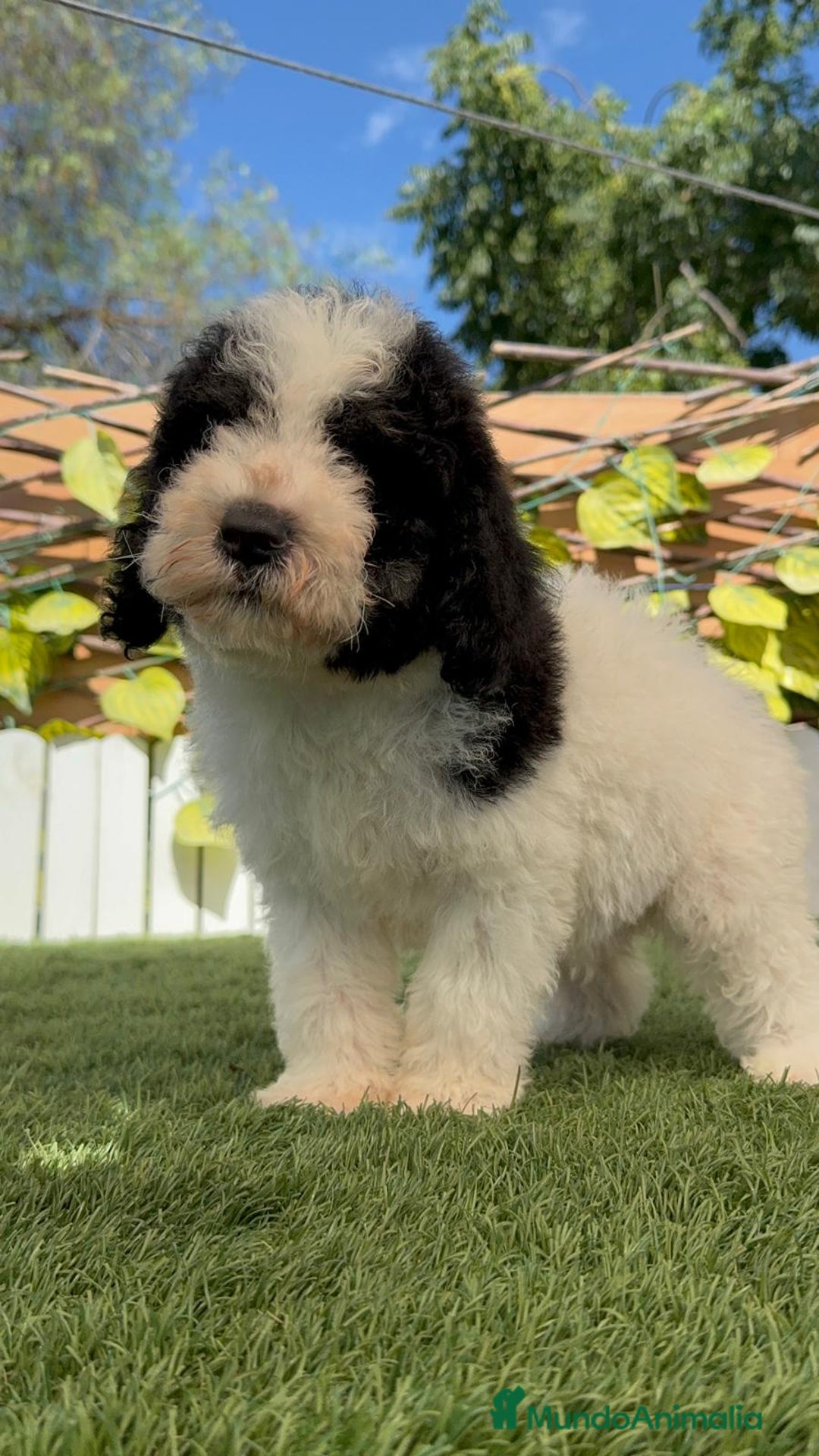 Perro de Agua Español perros en venta: PERRO DE AGUA MACHO - Imagen 6