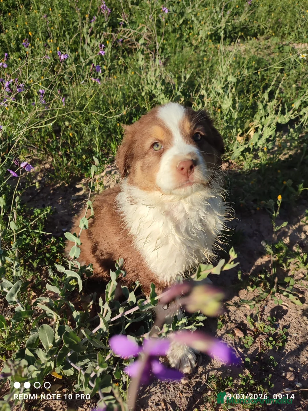 Pastor Australiano perros en venta: PASTOR AUSTRALIANO  - Anuncio 1