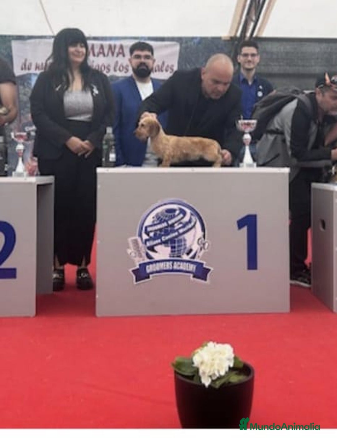 Teckel perros en venta: Teckel kaninchen,3 hembras calidad  - Anuncio 2