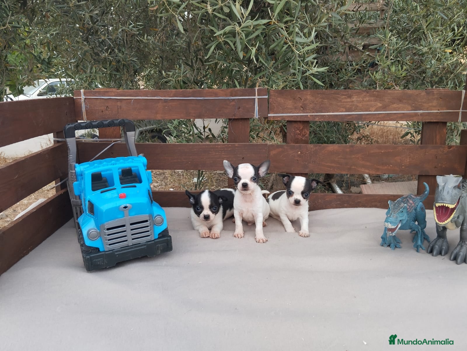 Chihuahua perros CHIHUAHUAS TOYS CABEZA de MANZANA 🍎🍎 🥰🥰🥰 - Anuncio 1