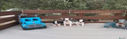 Chihuahua perros en venta: CHIHUAHUAS TOYS CABEZA de 🍎🍎 🥰🥰🥰 - Anuncio 9