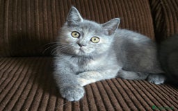 Británico de Pelo Corto gatos en venta: Gatcot.com - Imagen 4