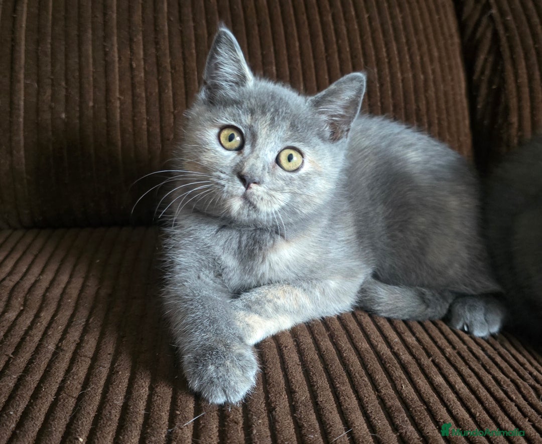 Británico de Pelo Corto gatos en venta: Gatcot.com - Imagen 4