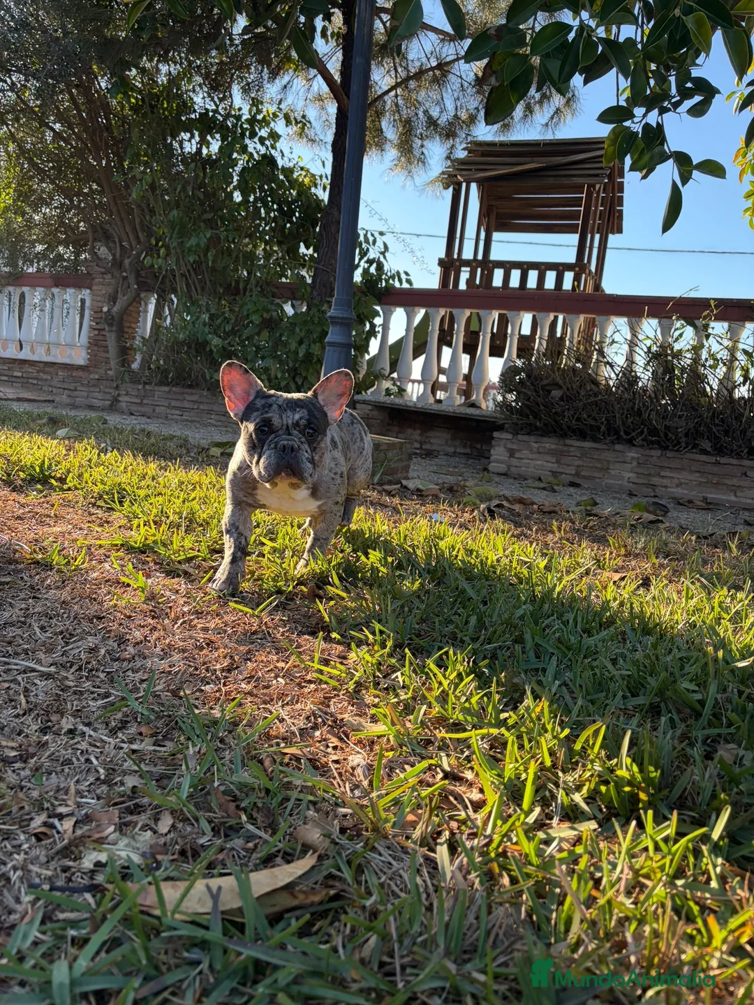 Bulldog Francés perros en venta: Bulldog frances - Anuncio 1