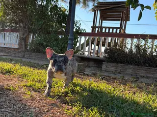 Bulldog Francés perros Bulldog frances - Anuncio 1