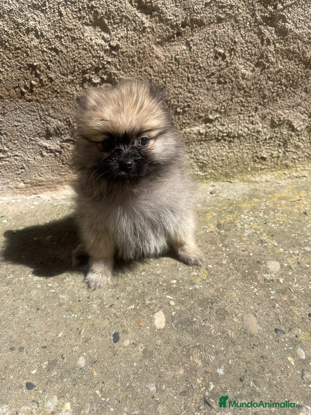 Pomerania perros en venta: Pomerania hembra min” - Anuncio 2