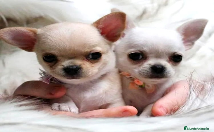 Chihuahua perros - Propaganda 1