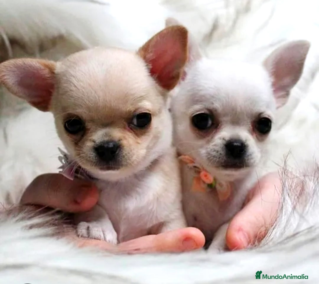 Chihuahua perros en venta: Chihuahua toy  - Imagen 1