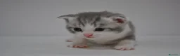 Himalayo gatos en venta:  Cachorros Fold y Straight  - Anuncio 4